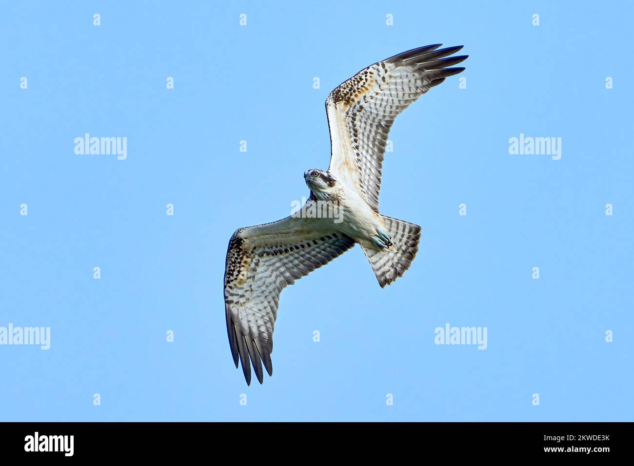 Osprey (Pandion haliaetus) en su entorno natural Foto de stock
