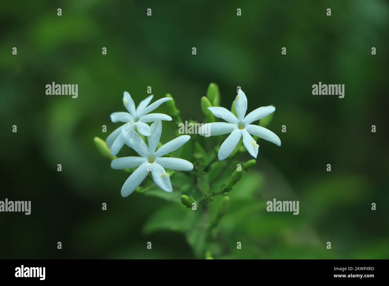 Flores chinas nombres fotografías e imágenes de alta resolución - Alamy