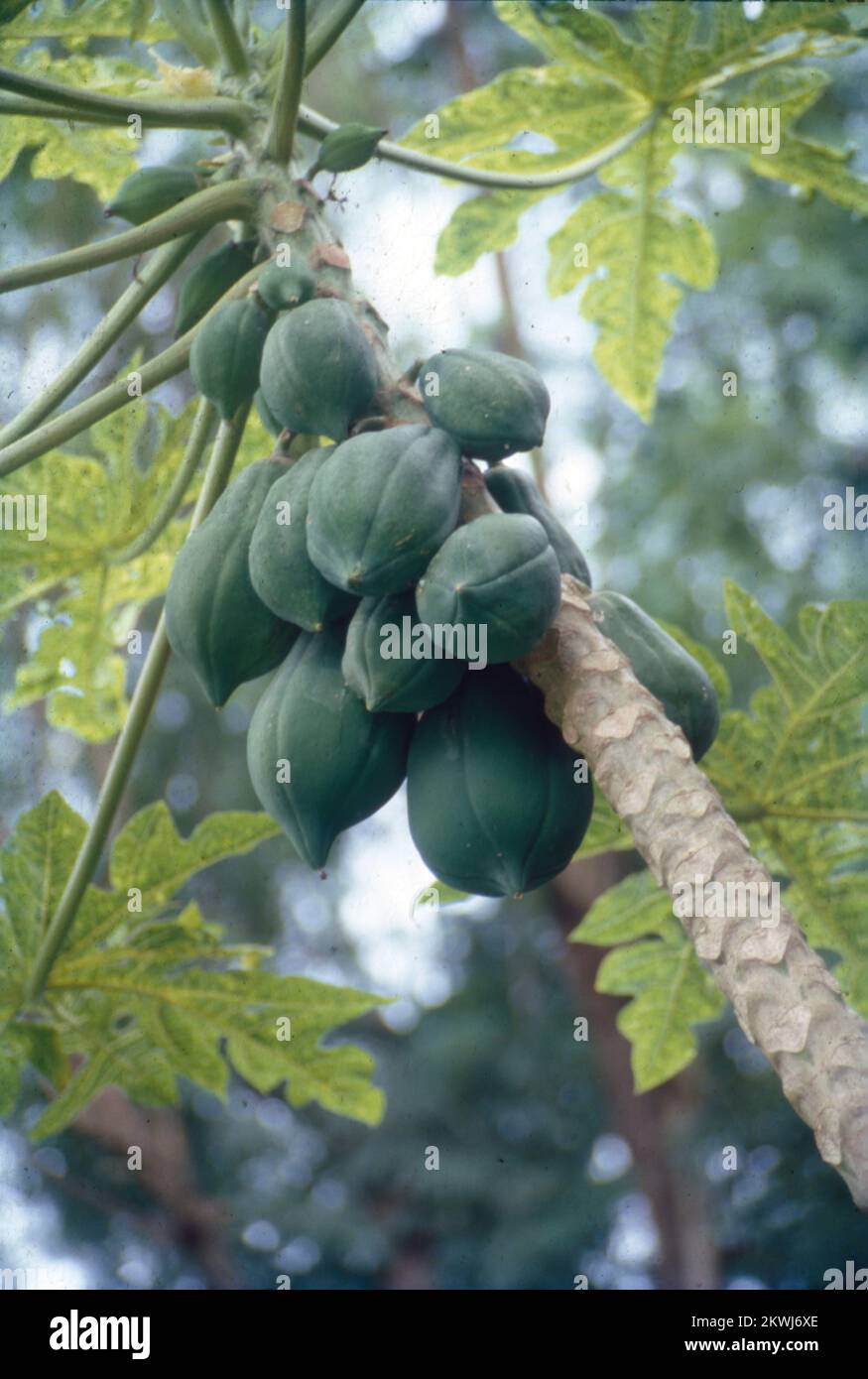 Las papayas crecen en climas tropicales y también se conocen como
