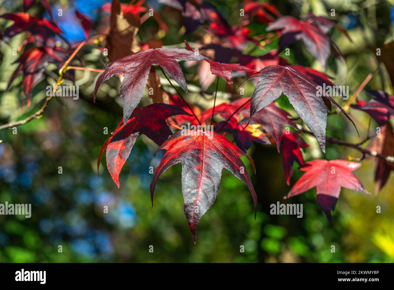 Arce púrpura de Noruega (Acer plantanoides Crimson) durante octubre, sur de Inglaterra, Hampshire, Reino Unido Foto de stock