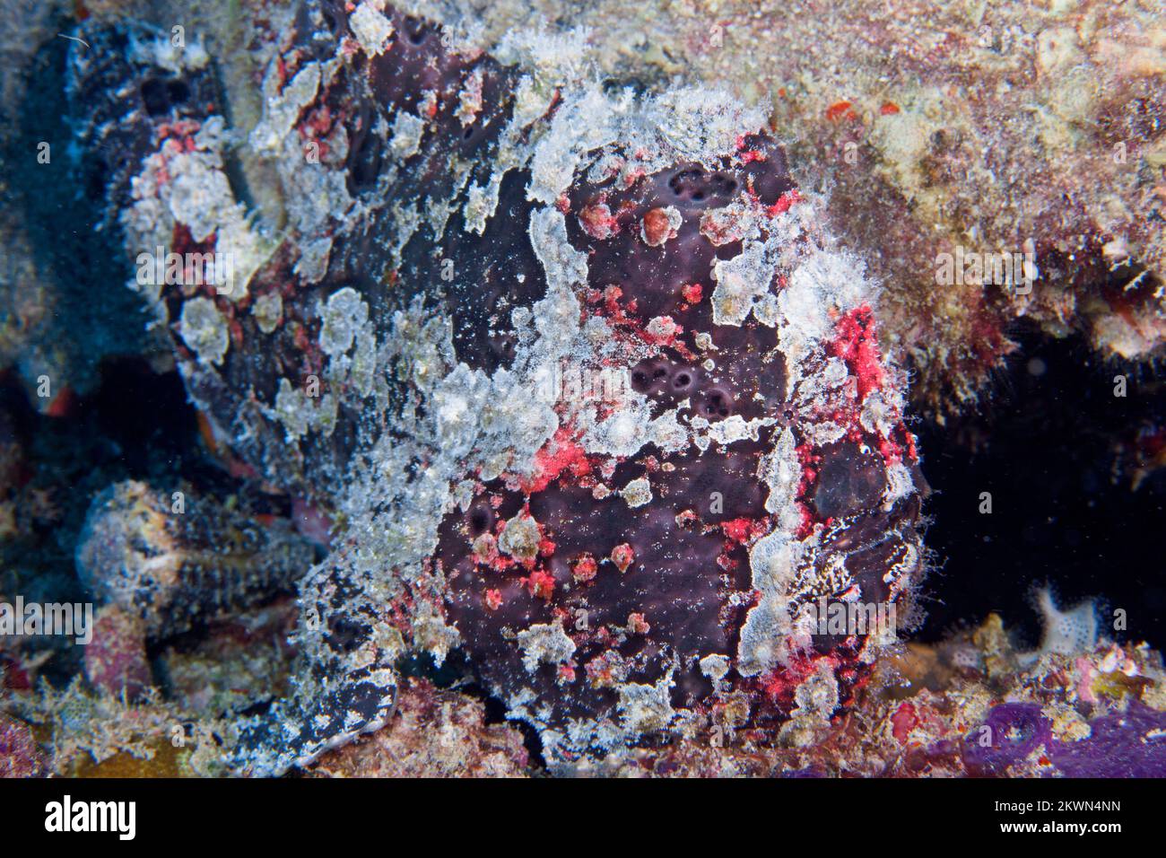 Primer plano sobre el camuflaje de una rape gigante en el arrecife de coral de Borneo - Antennarius commersonAMERA Foto de stock