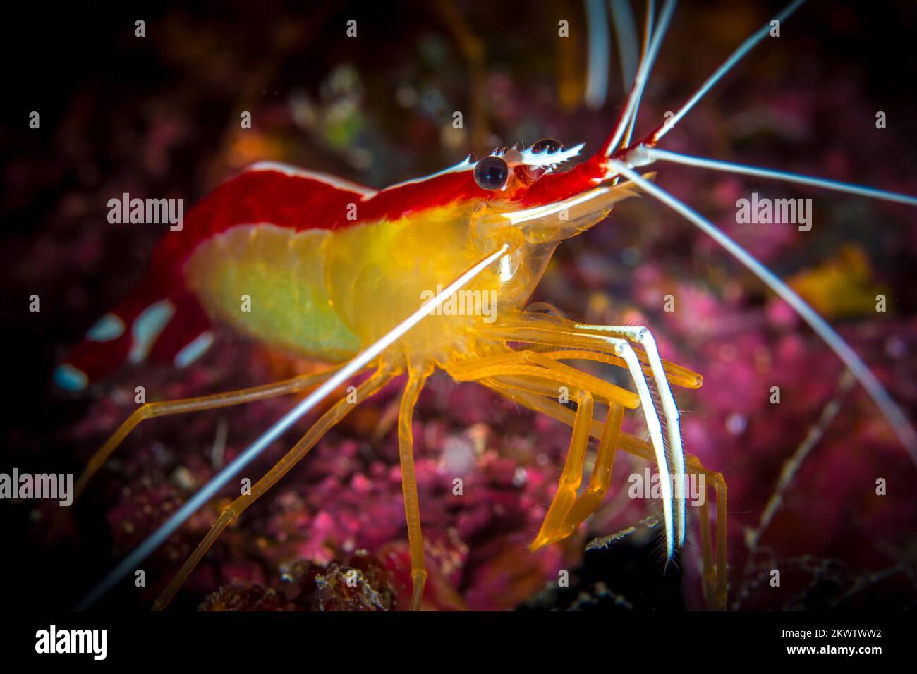 Coloridos camarones de arrecife en un saludable arrecife de coral en el Indo Pacífico Foto de stock