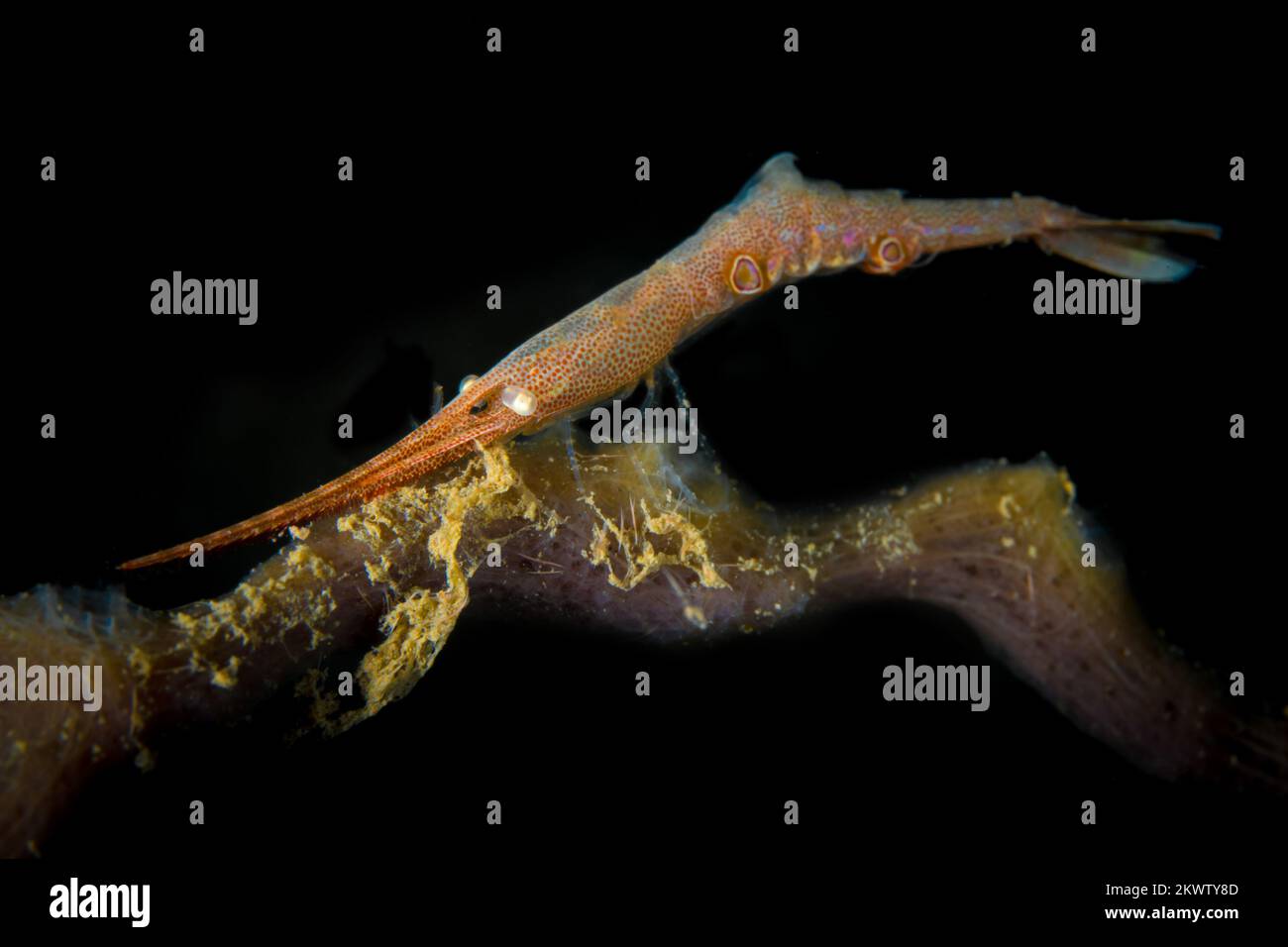 Coloridos camarones de arrecife en un saludable arrecife de coral en el Indo Pacífico Foto de stock