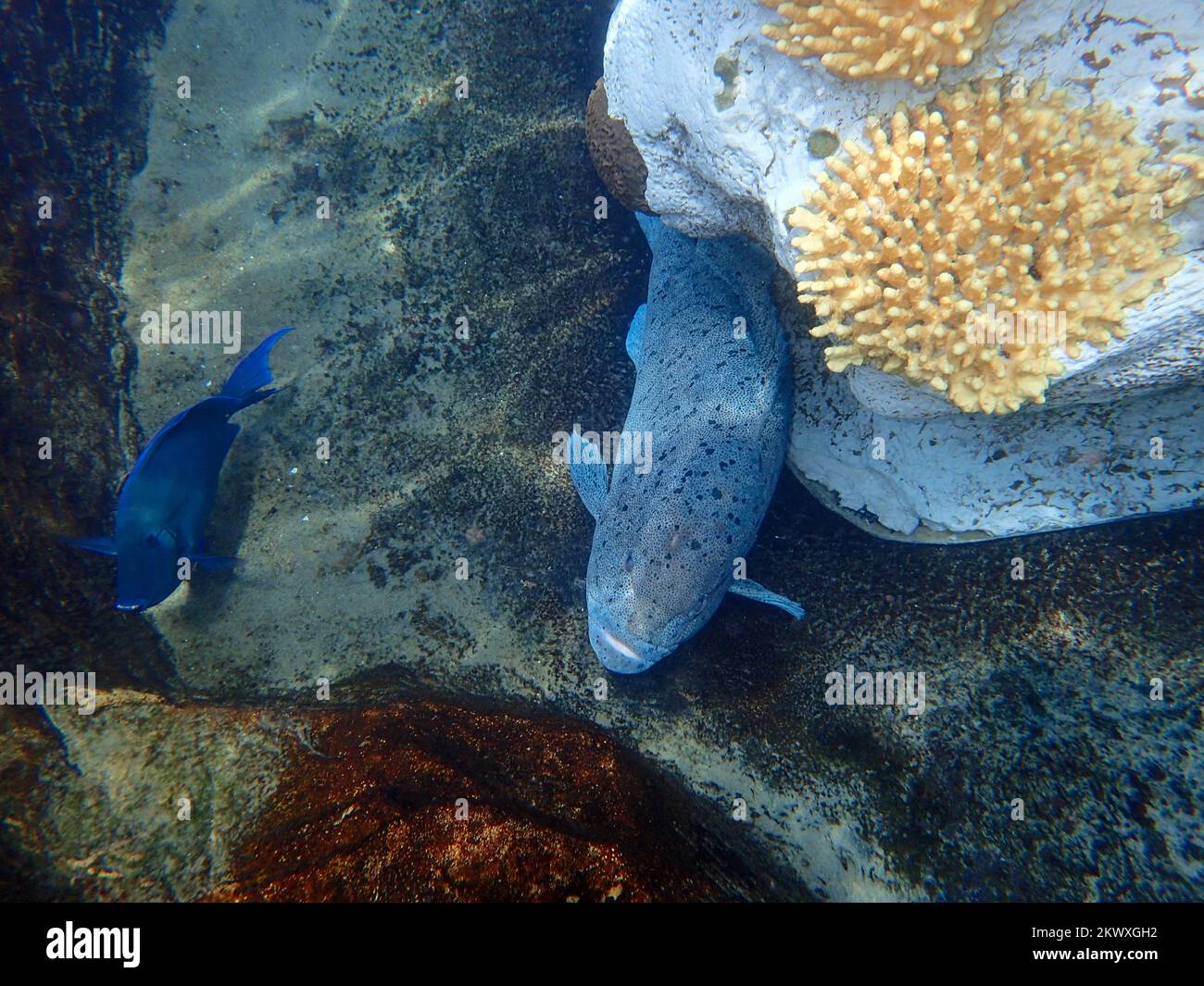 Una foto submarina de un pez del grupo de Nassau nadando entre la roca y el arrecife de coral. Foto de stock