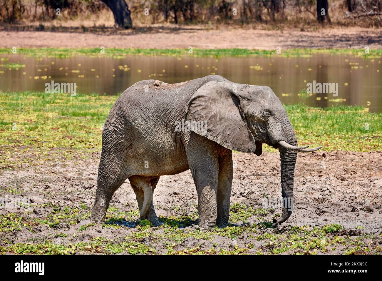 Afrikanischer Elefant, Loxodonta africana, Südluangwa-Nationalpark, Sambia, Afrika | Elefante de Bush africano, Loxodonta africana, Luangwa del Sur Nacional Foto de stock