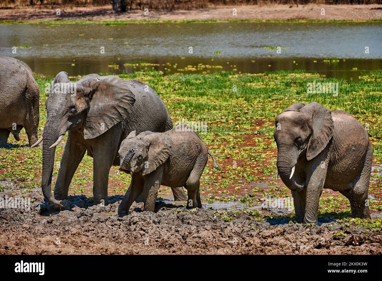 Afrikanischer Elefant, Loxodonta africana, Südluangwa-Nationalpark, Sambia, Afrika | Elefante de Bush africano, Loxodonta africana, Luangwa del Sur Nacional Foto de stock