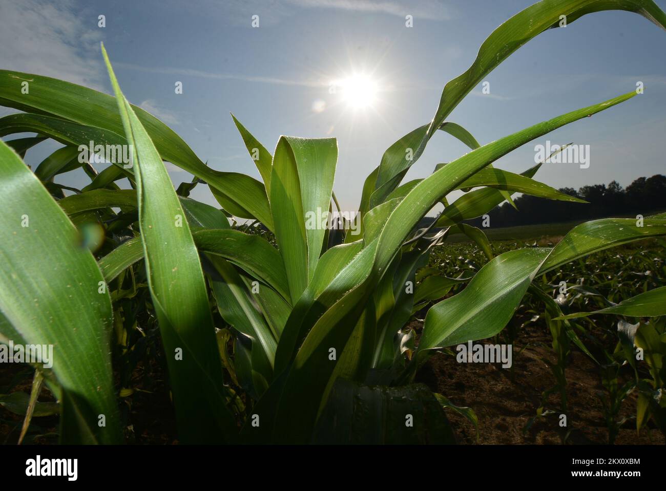 16.06.2017., Croacia, Garesnica, Kaniska Iva - En las zonas de producción de 300 hectáreas, se cultivan varios cultivos agrícolas. En la plantación, el maíz crece grande porque coincide con el cambio de los períodos oscuros y soleados. Foto: Damir Spehar/PIXSELL Foto de stock