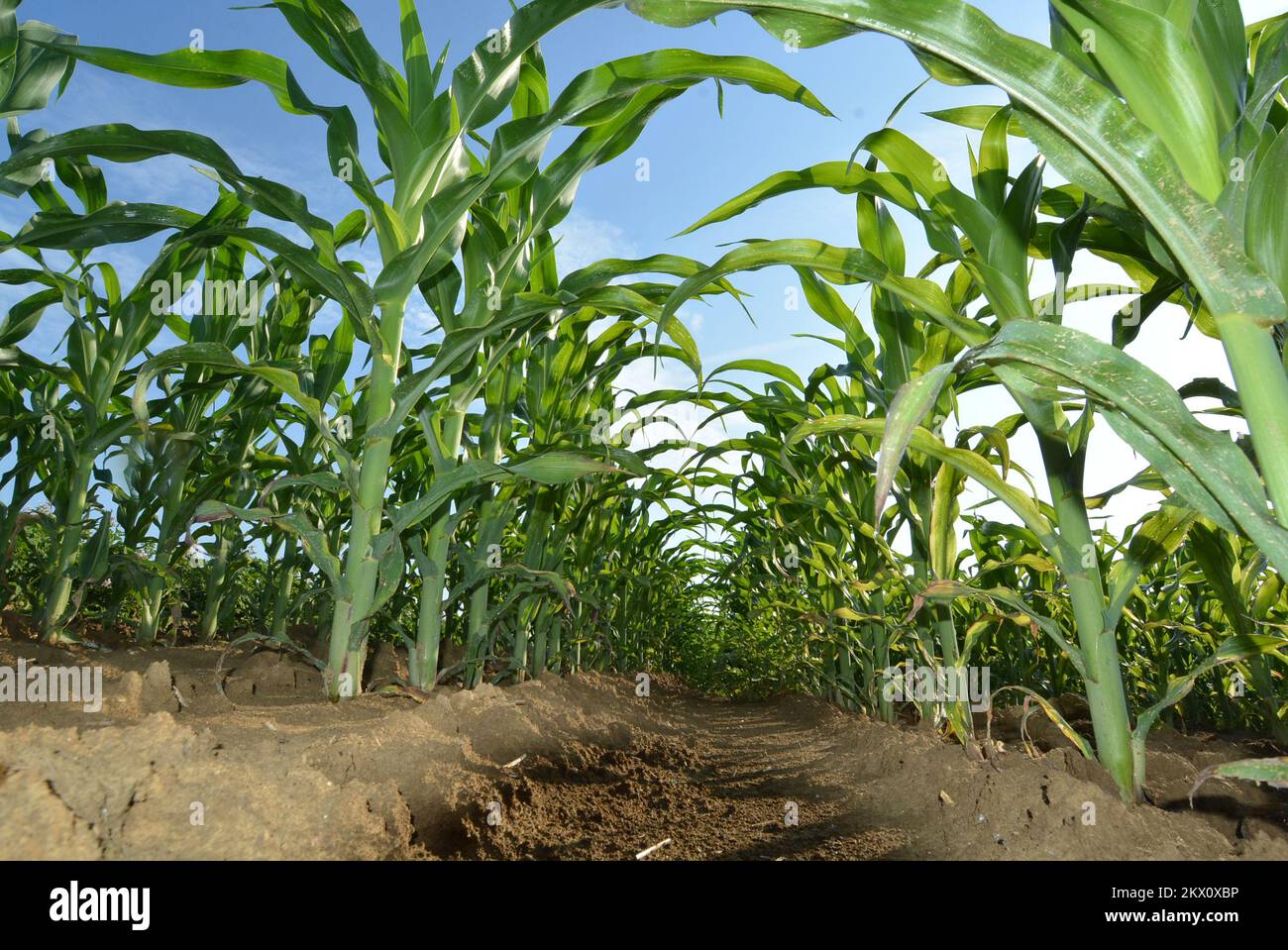 16.06.2017., Croacia, Garesnica, Kaniska Iva - En las zonas de producción de 300 hectáreas, se cultivan varios cultivos agrícolas. En la plantación, el maíz crece grande porque coincide con el cambio de los períodos oscuros y soleados. Foto: Damir Spehar/PIXSELL Foto de stock