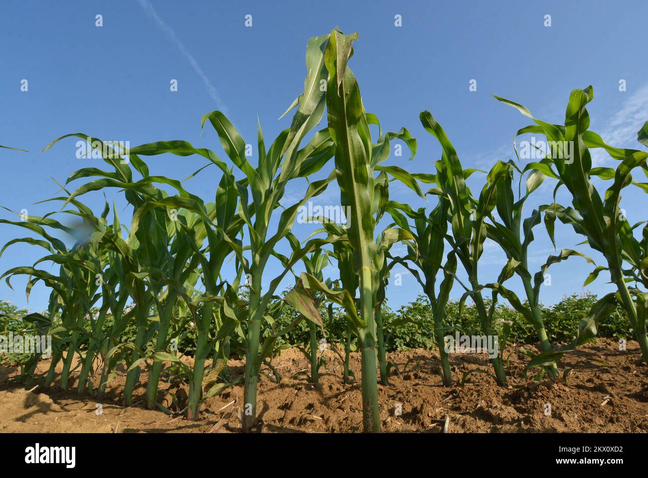 16.06.2017., Croacia, Garesnica, Kaniska Iva - En las zonas de producción de 300 hectáreas, se cultivan varios cultivos agrícolas. En la plantación, el maíz crece grande porque coincide con el cambio de los períodos oscuros y soleados. Foto: Damir Spehar/PIXSELL Foto de stock