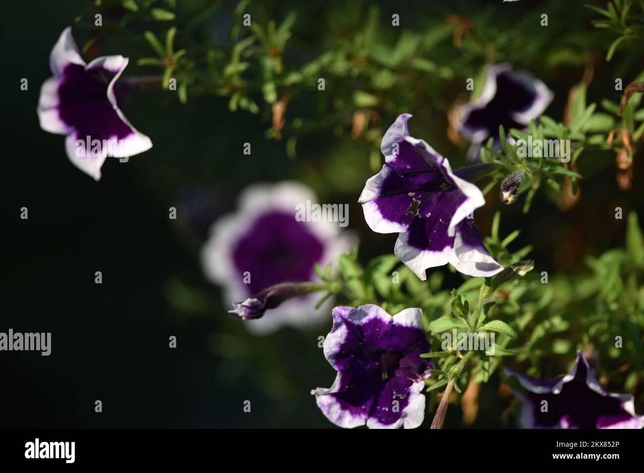 Petunia blue fotografías e imágenes de alta resolución - Página 10 - Alamy Petunia blue fotografías e imágenes de alta resolución - Página 10 - Alamy