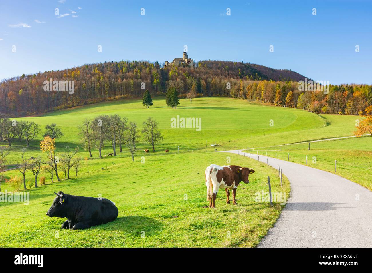 Kaumberg: Castillo de Araburg, prado, vacas en Mostviertel, Niederösterreich, Baja Austria, Austria Foto de stock