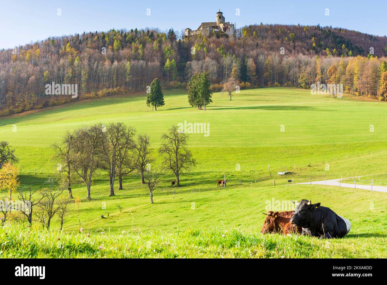 Kaumberg: Castillo de Araburg, prado, vacas en Mostviertel, Niederösterreich, Baja Austria, Austria Foto de stock