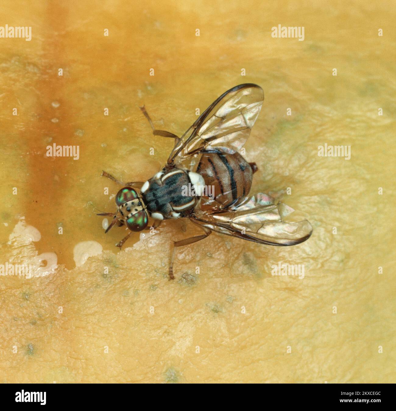 Mosca oriental de la fruta (Bactrocera dorsalis) plaga de la mosca adulta en la superficie de una fruta de papaya Foto de stock