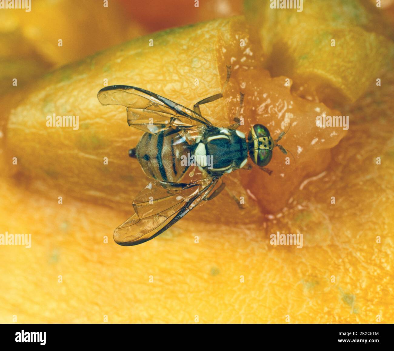 Mosca oriental de la fruta (Bactrocera dorsalis) plaga de la mosca adulta en la superficie de una fruta de papaya Foto de stock