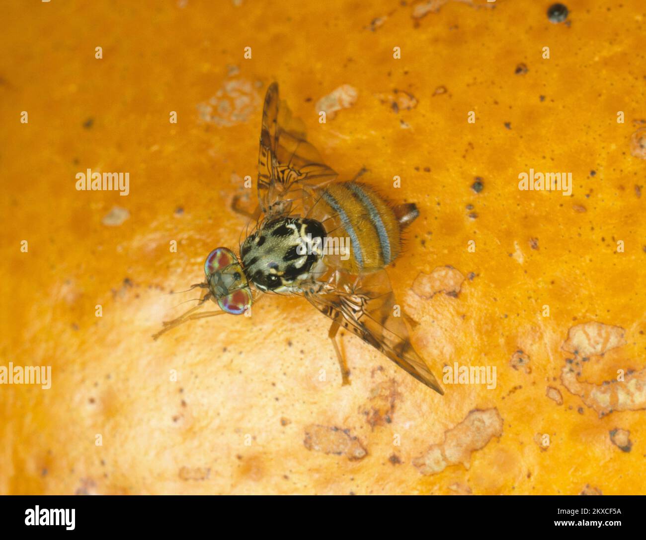 Mosca mediterránea de la fruta (Ceratitis capitata) plaga de cítricos de la mosca del adulto con pose típica del ala en la fruta naranja, características claramente marcadas Foto de stock