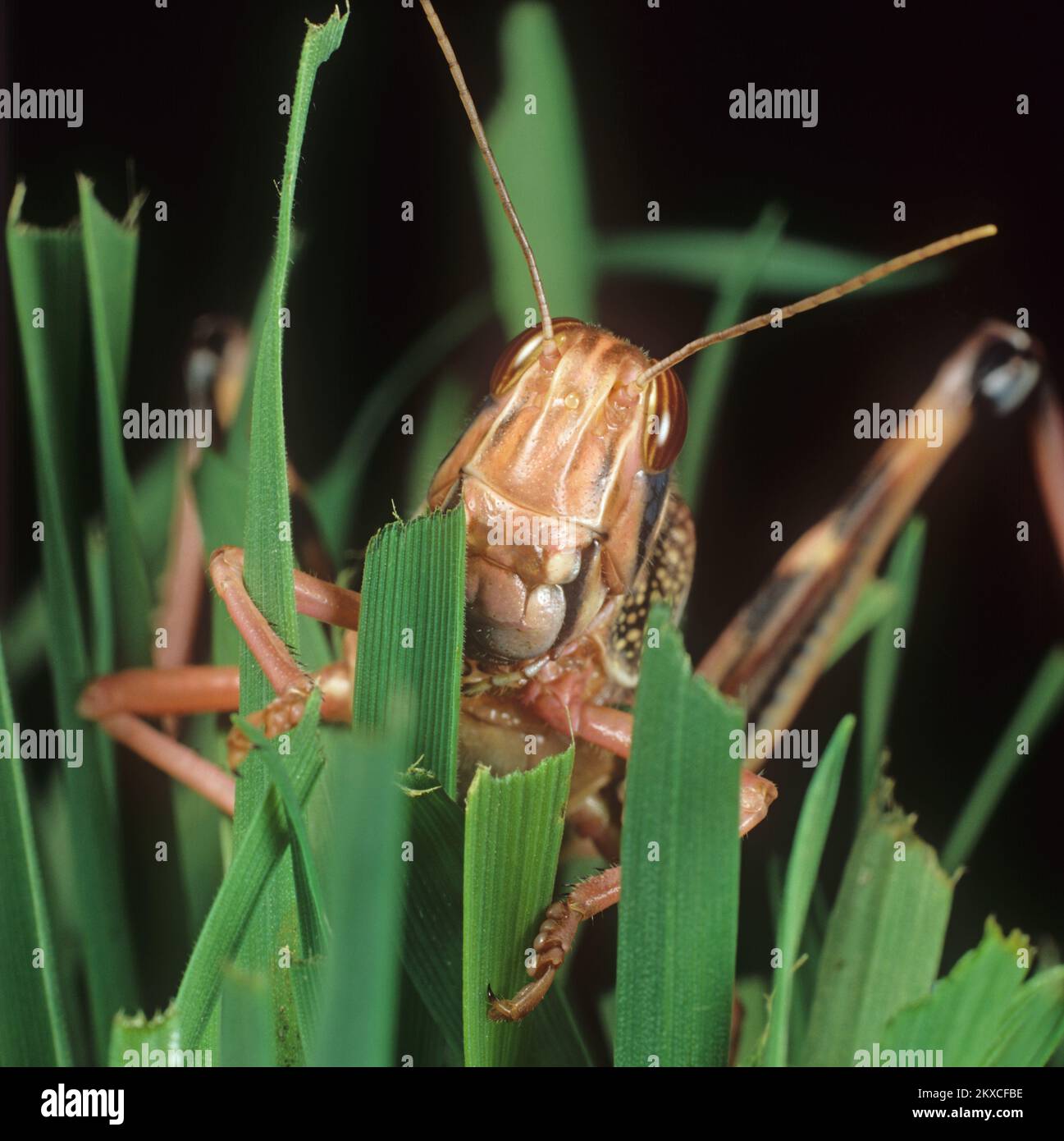 Langosta del desierto (Schistocerca gregaria) cabeza, piernas y antenas de adulto, coloración rosa, alimentación sobre hojas de trigo, estudio Foto de stock