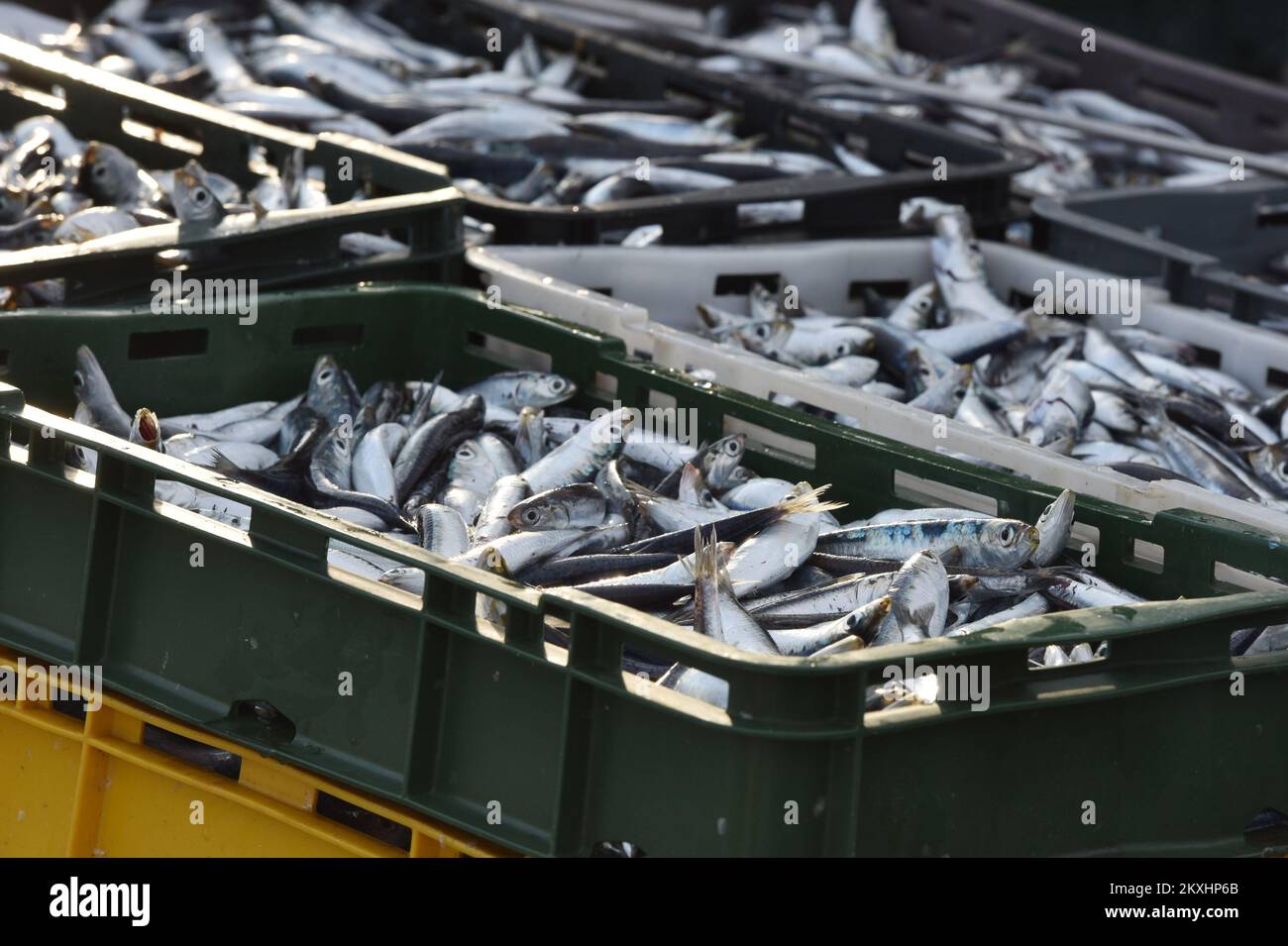 Los pescadores descargan sus capturas después de un viaje nocturno de pesca en el mar Adriataico, en Tribunj, Croacia, el 19 de septiembre de 2020. Foto: Hrvoje Jelavic/PIXSELL Foto de stock