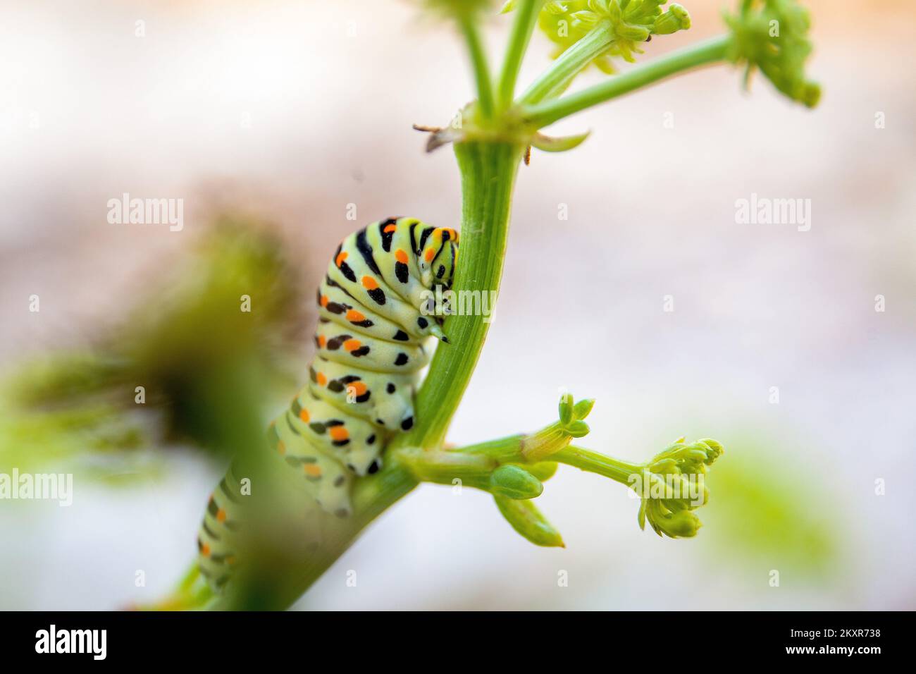 La oruga (Papilio machaon L.) de la mariposa legalmente protegida  Swallowtail se ve disfrutando de los jugos de la hierba Motra. Las orugas  de cola de golondrina tienen unos 4 cm de