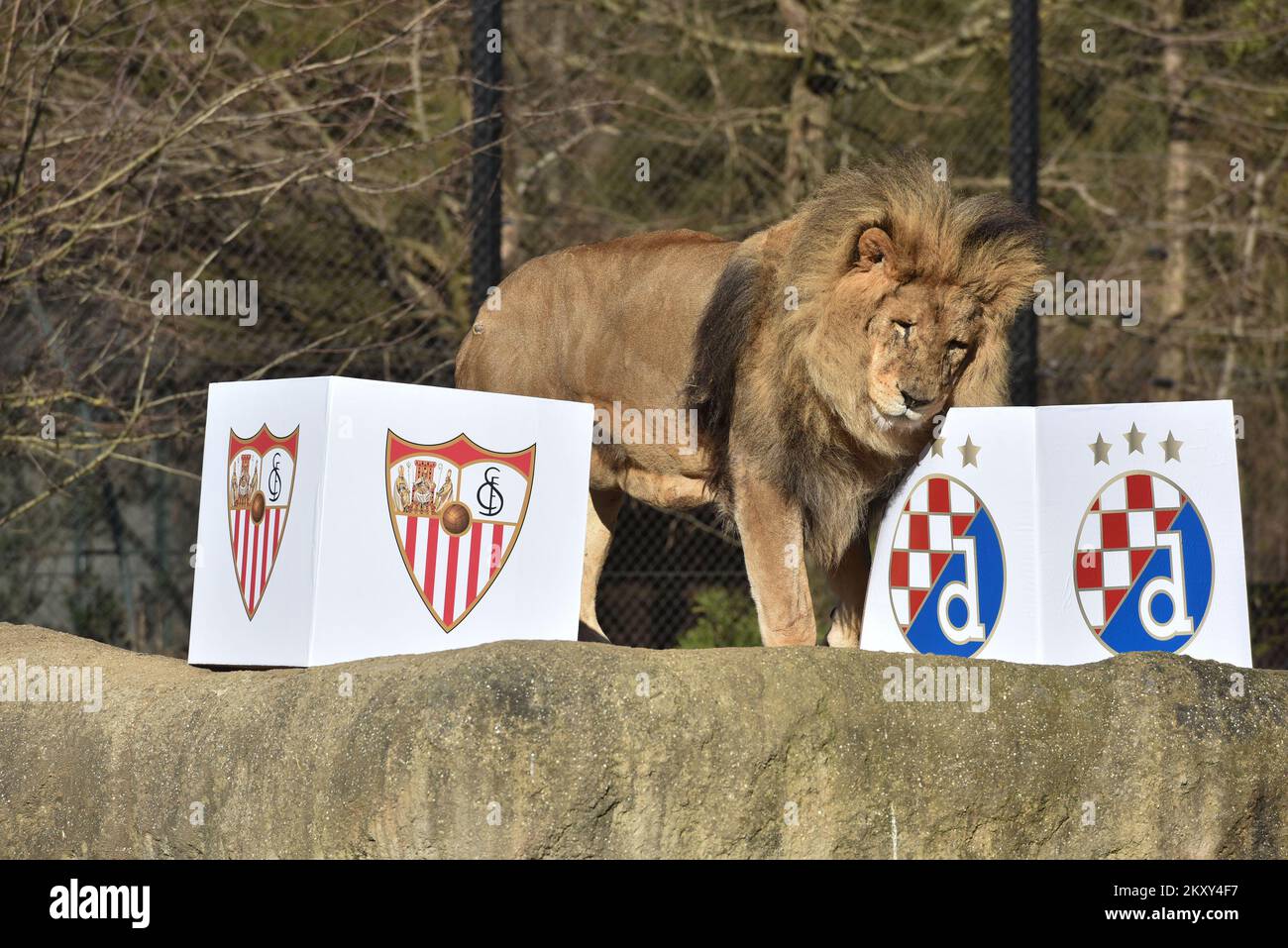 En el Zoo, los leones predijeron el ganador del partido entre Dinamo y  Sevilla en Zagreb, Croacia, el 24 de febrero de 2022. Dinamo juega hoy en  Maksimir el partido de vuelta