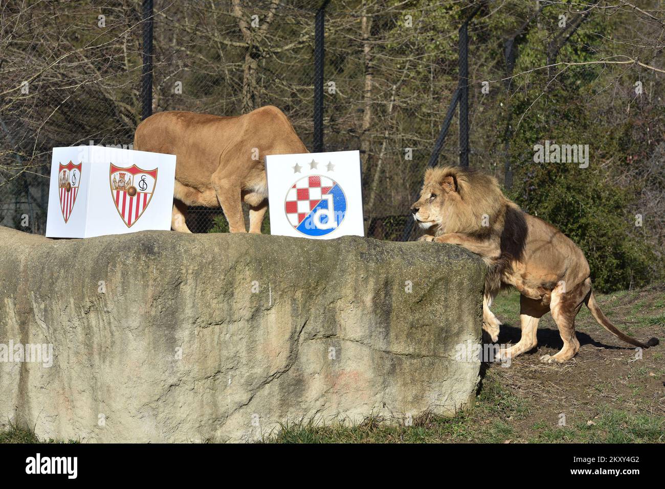 En el Zoo, los leones predijeron el ganador del partido entre Dinamo y  Sevilla en Zagreb, Croacia, el 24 de febrero de 2022. Dinamo juega hoy en  Maksimir el partido de vuelta