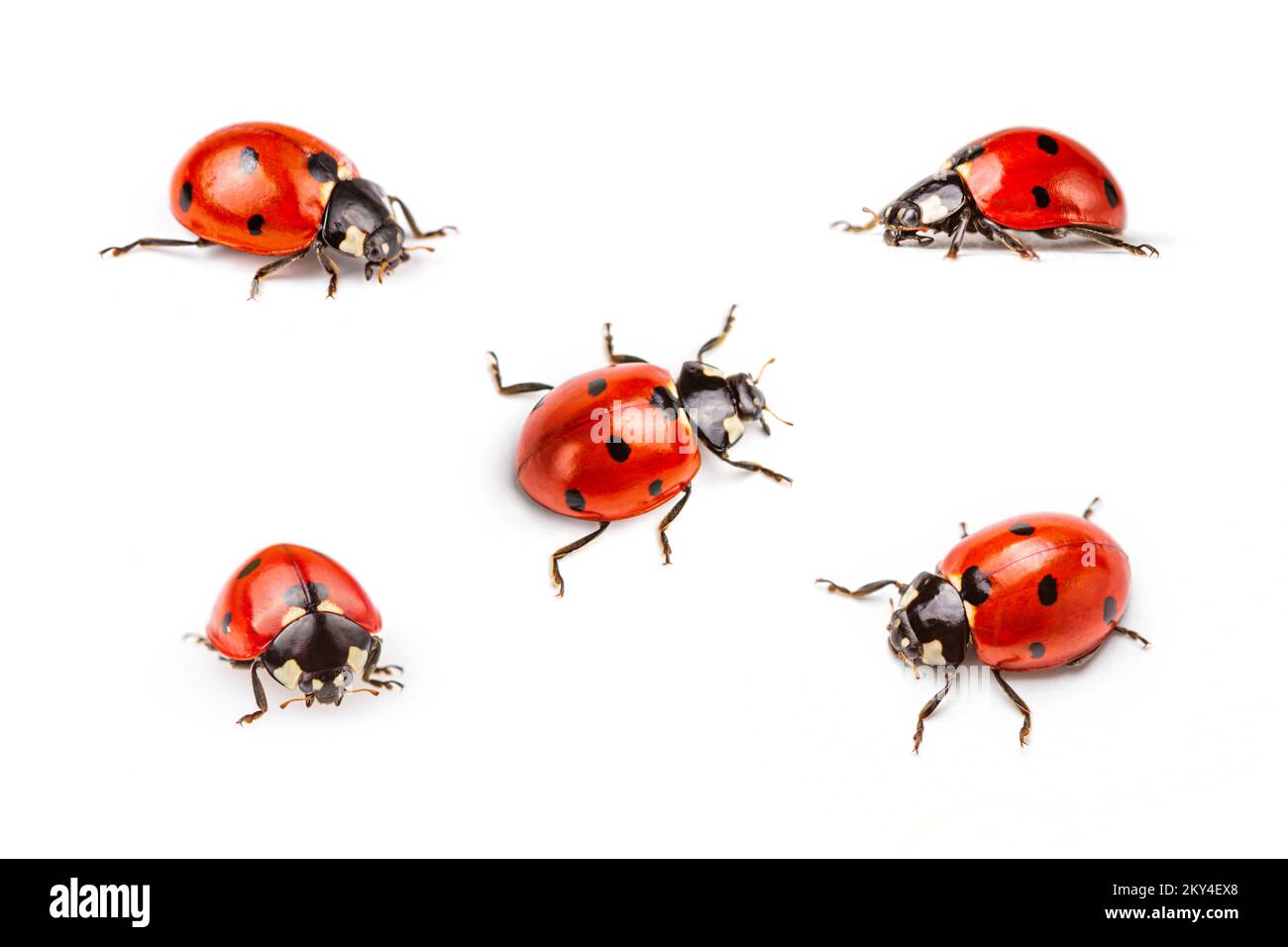 Conjunto de mariquitas de siete puntos, Coccinella septempunctata, fotografía macro, fotografía de primeros planos extremos, aisladas sobre fondo blanco Foto de stock