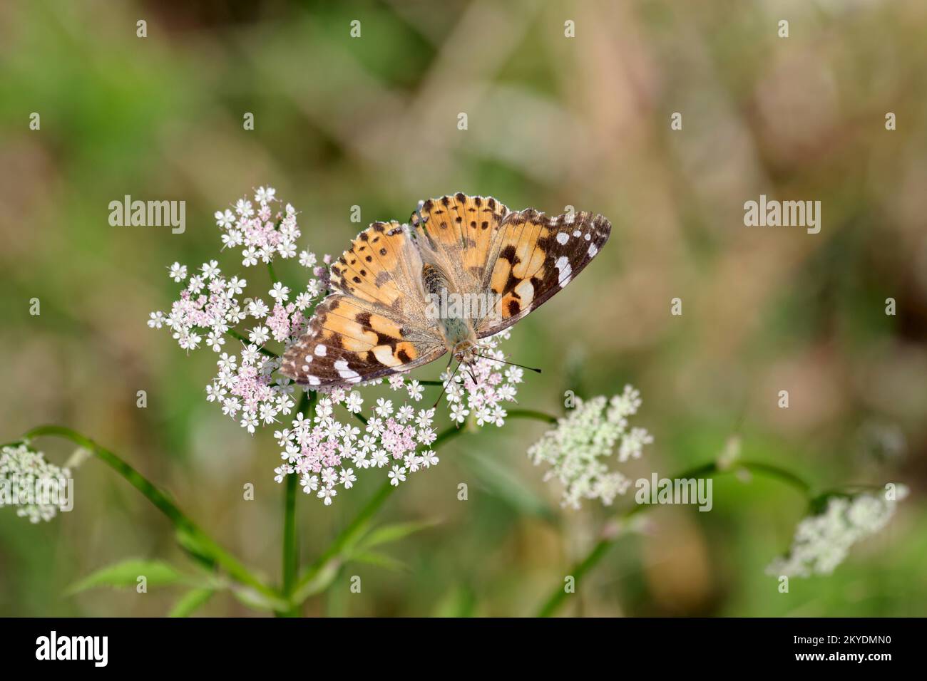 Dama pintada (Vanessa cardui), mariposa, ala, la mariposa del cardo muestra sus marcas negras anaranjadas cuando sus alas están abiertas Foto de stock