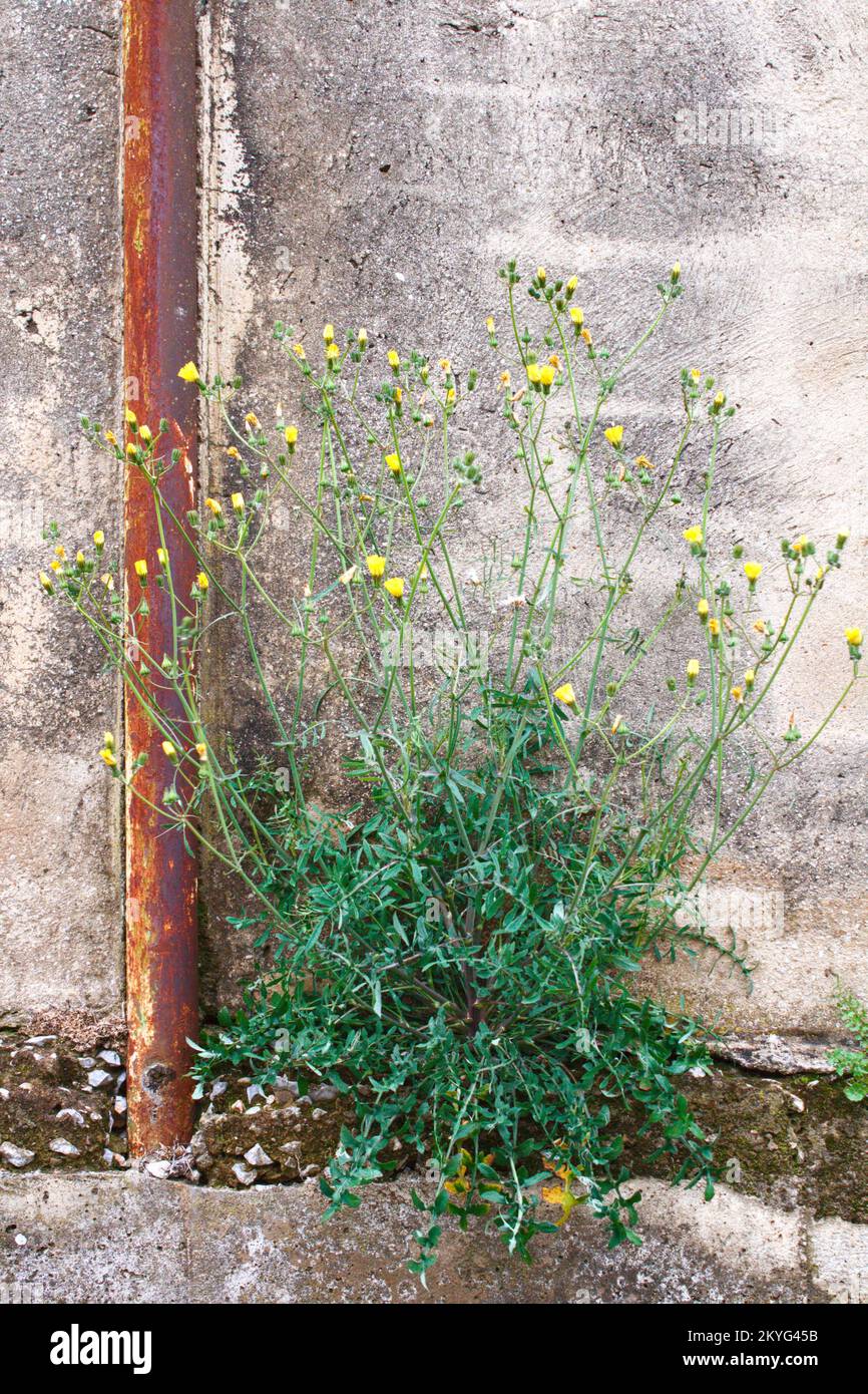 foto de la flor de diente de león brotó en una pared de cemento, cerca de una tubería de hierro oxidada, concepto de fuerza de la naturaleza Foto de stock