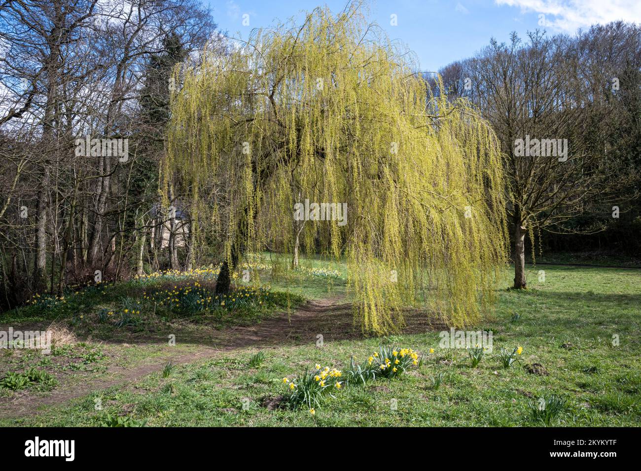 Sol de primavera en un sauce llorón en Lowther Butts en Pickering, North Yorkshire. Foto de stock