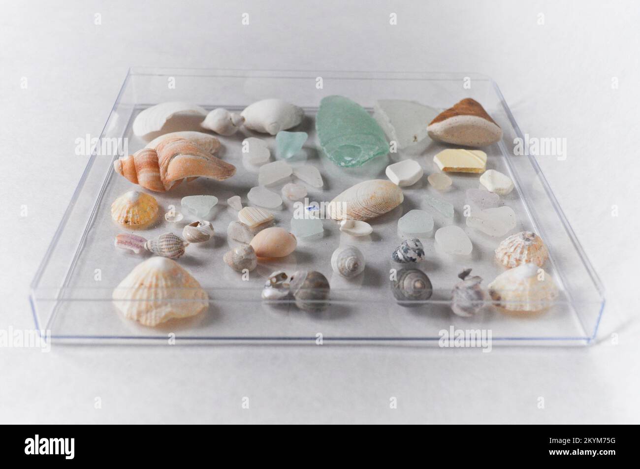 Una colección de cristal marino, conchas y trozos de cerámica exhibidos en una bandeja de cristal Foto de stock