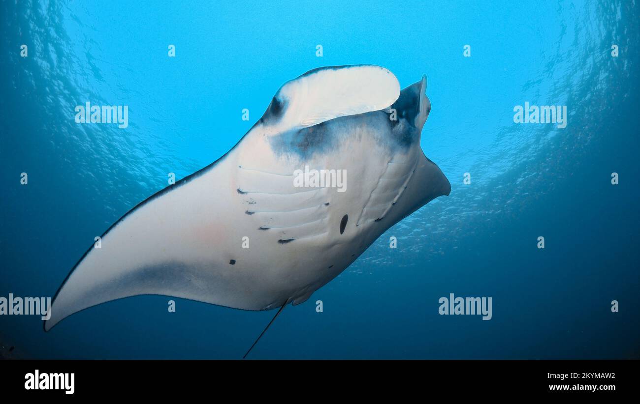 Manta del arrecife - Mobula alfredi nadando sobre el arrecife de coral Foto de stock