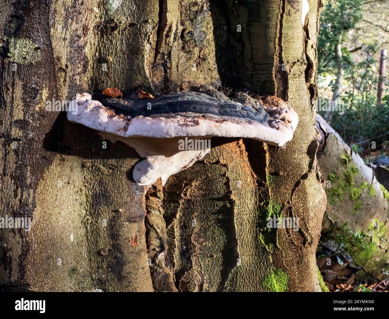 Hongo del soporte en un árbol en Ambleside, Lake District, Reino Unido al atardecer. Foto de stock
