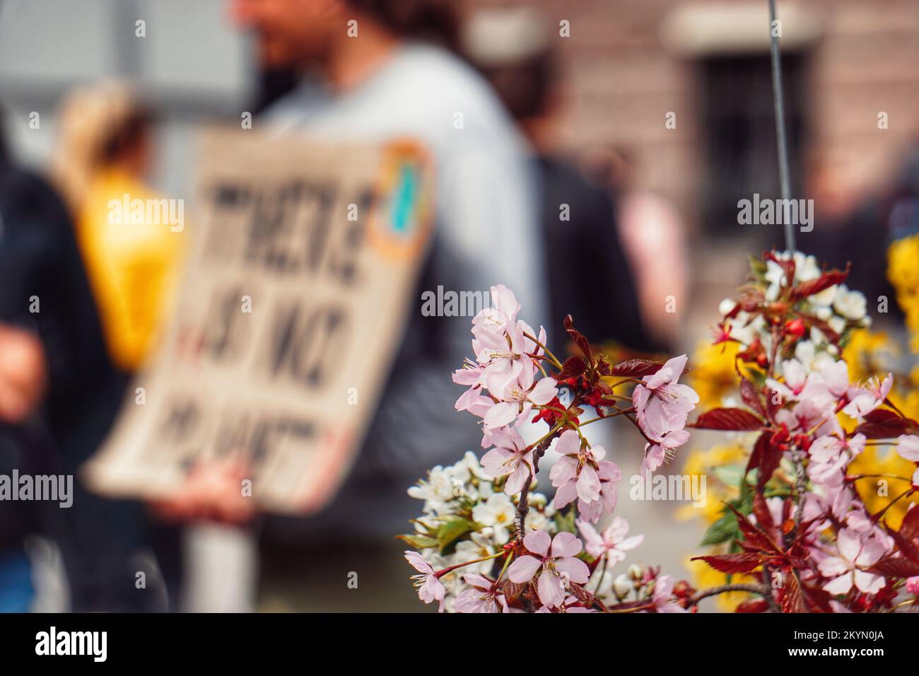 Primer plano de la planta de flores con la gente en el fondo Foto de stock