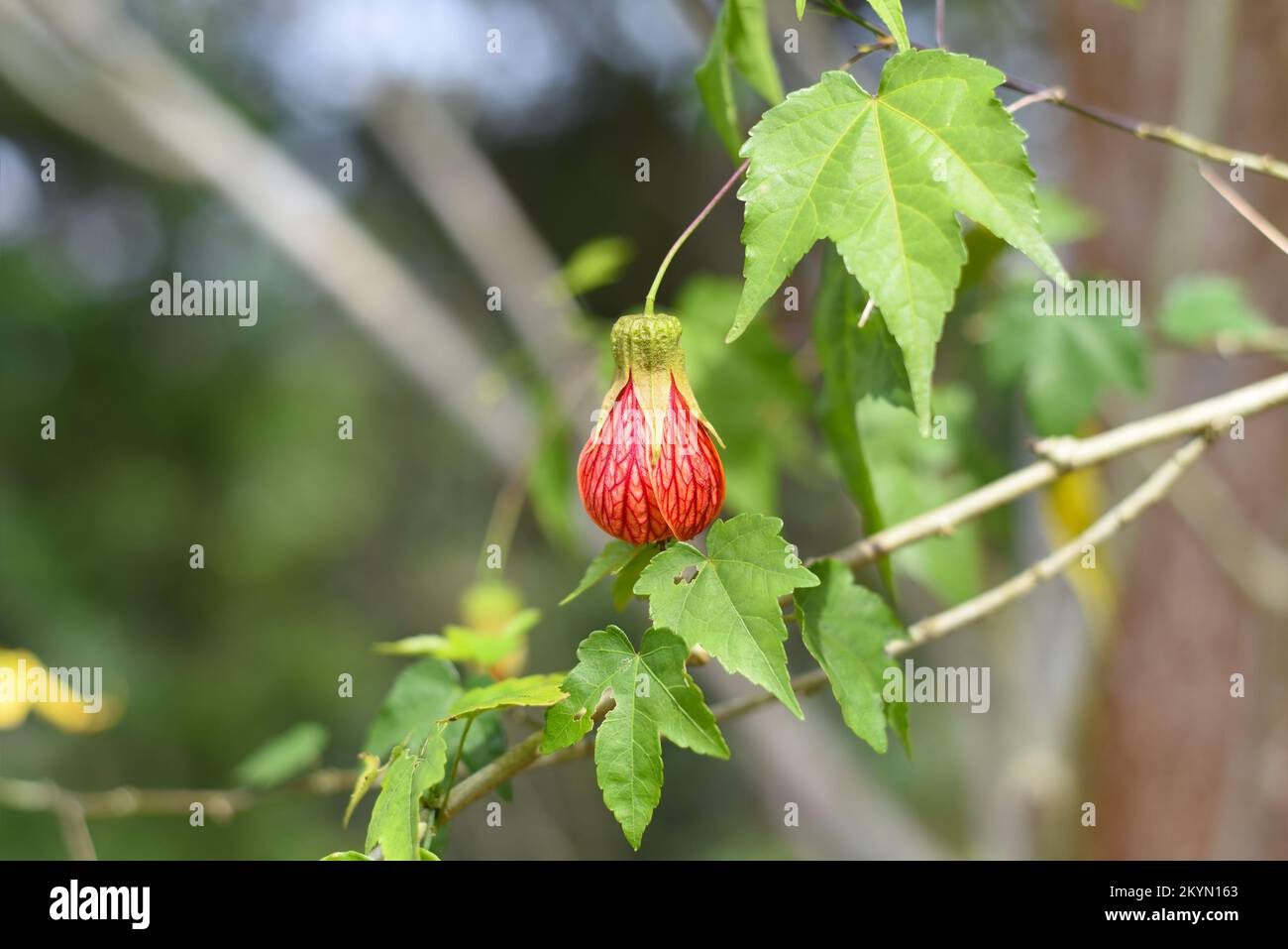 Abutilon pictum o Abutilon striatum La flor de la vena roja crece en Da Lat en Vietnam abutilon, malva india de la vena roja, arce floreciente de la vena roja, chino-la Foto de stock