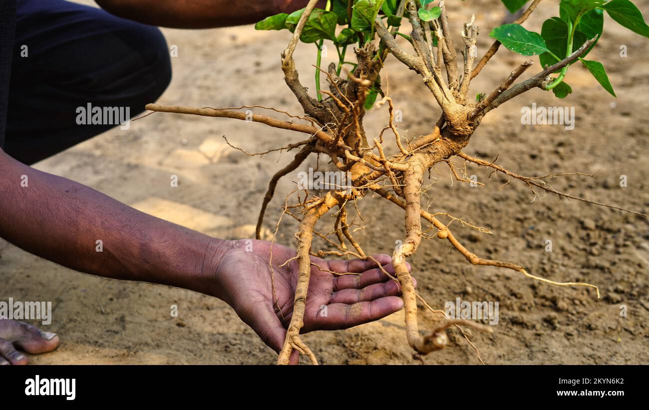 Sosten de online la planta