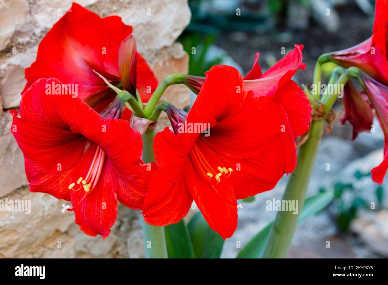 fioro rossi, flor roja Foto de stock