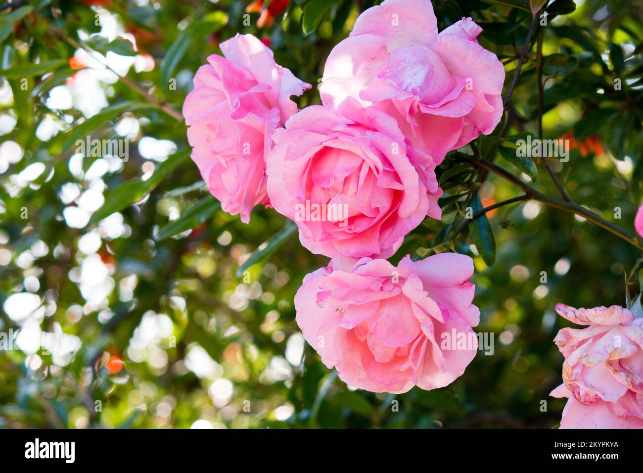 bouquet di fiori rosa, ramo de flores rosas Foto de stock