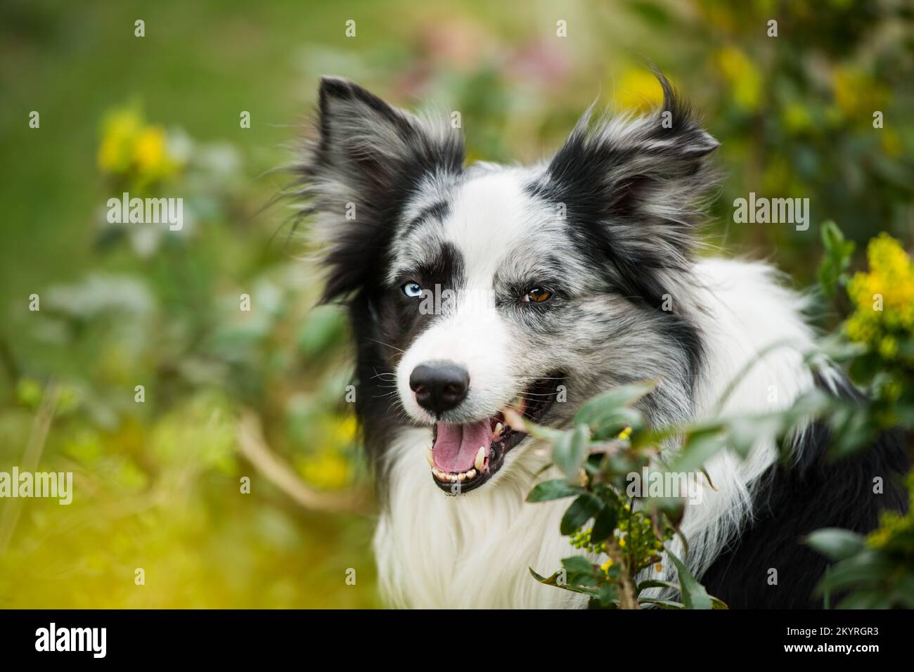 El perro collie fronterizo se sienta entre las ramas de mahonia Fotografía  de stock - Alamy