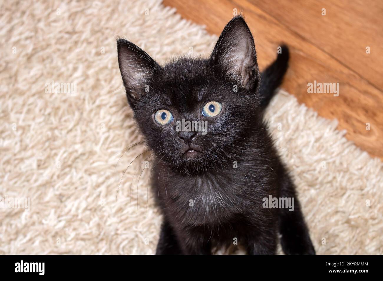 Pequeño retrato gracioso de gatito negro de cerca en el suelo Fotografía de  stock - Alamy
