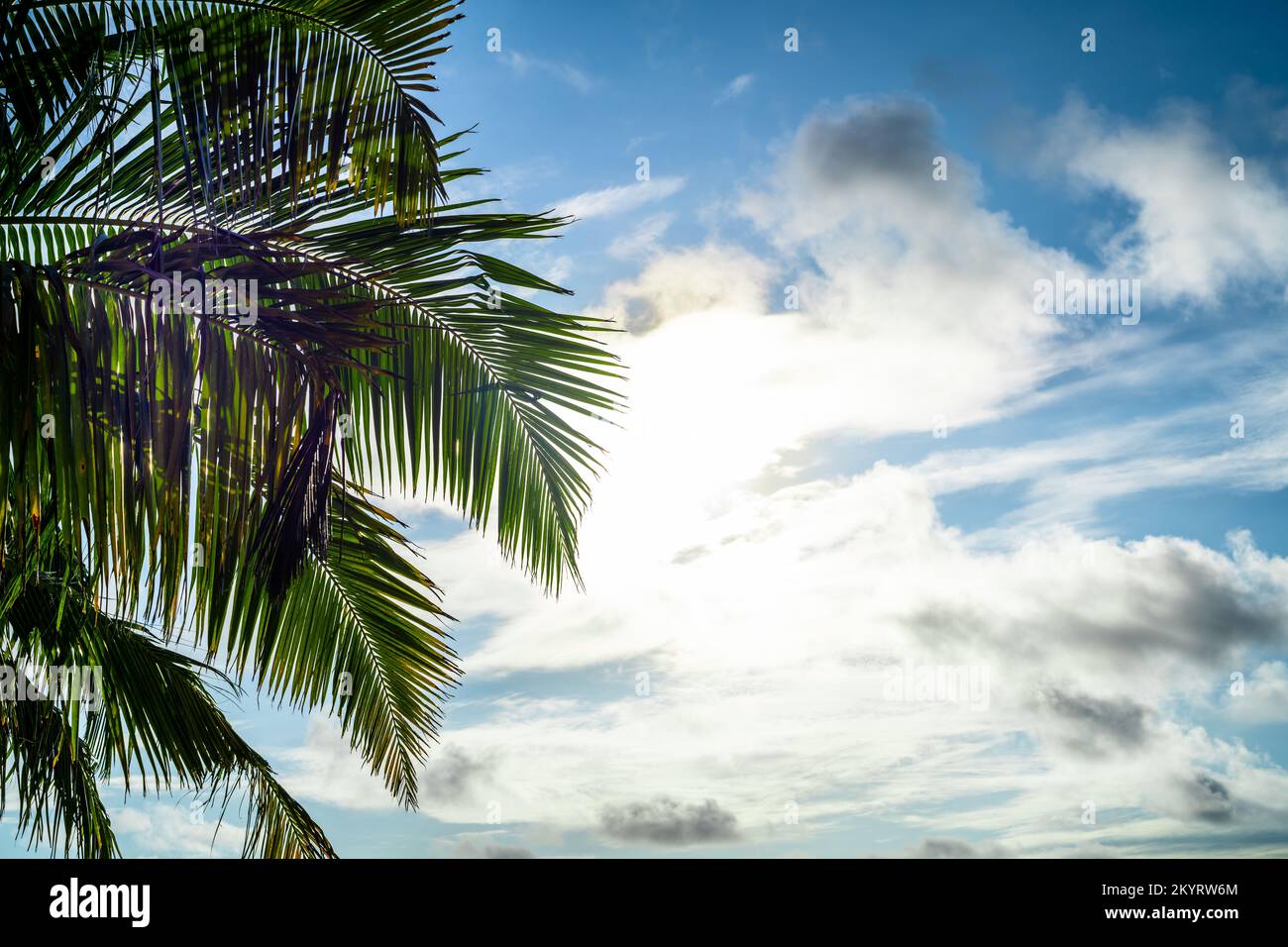 Hojas de palmera de coco verde contra el cielo Foto de stock