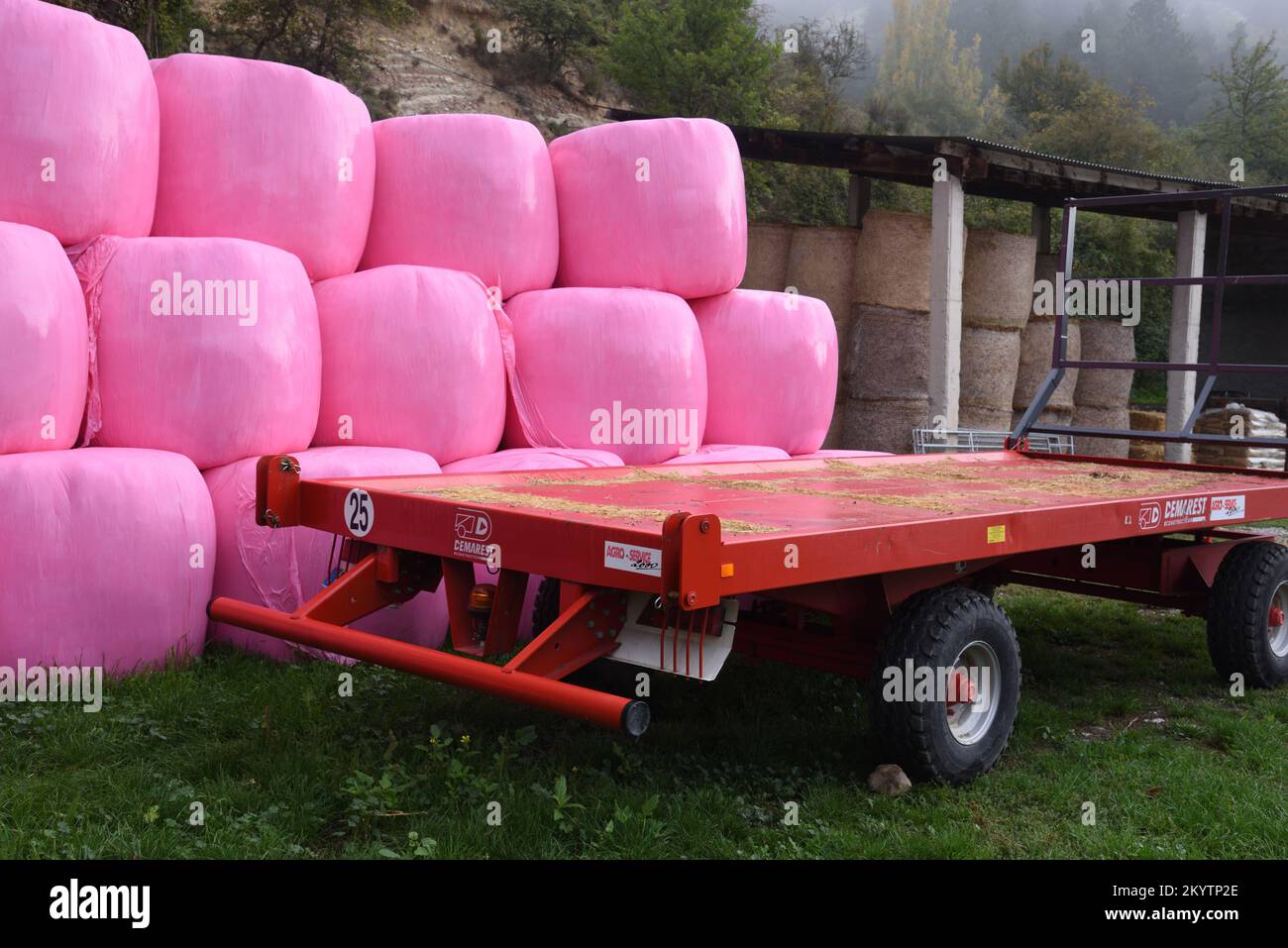 Balas de heno rosa envueltas en carro o remolque de heno rojo de politeno rosa y granero de heno Foto de stock