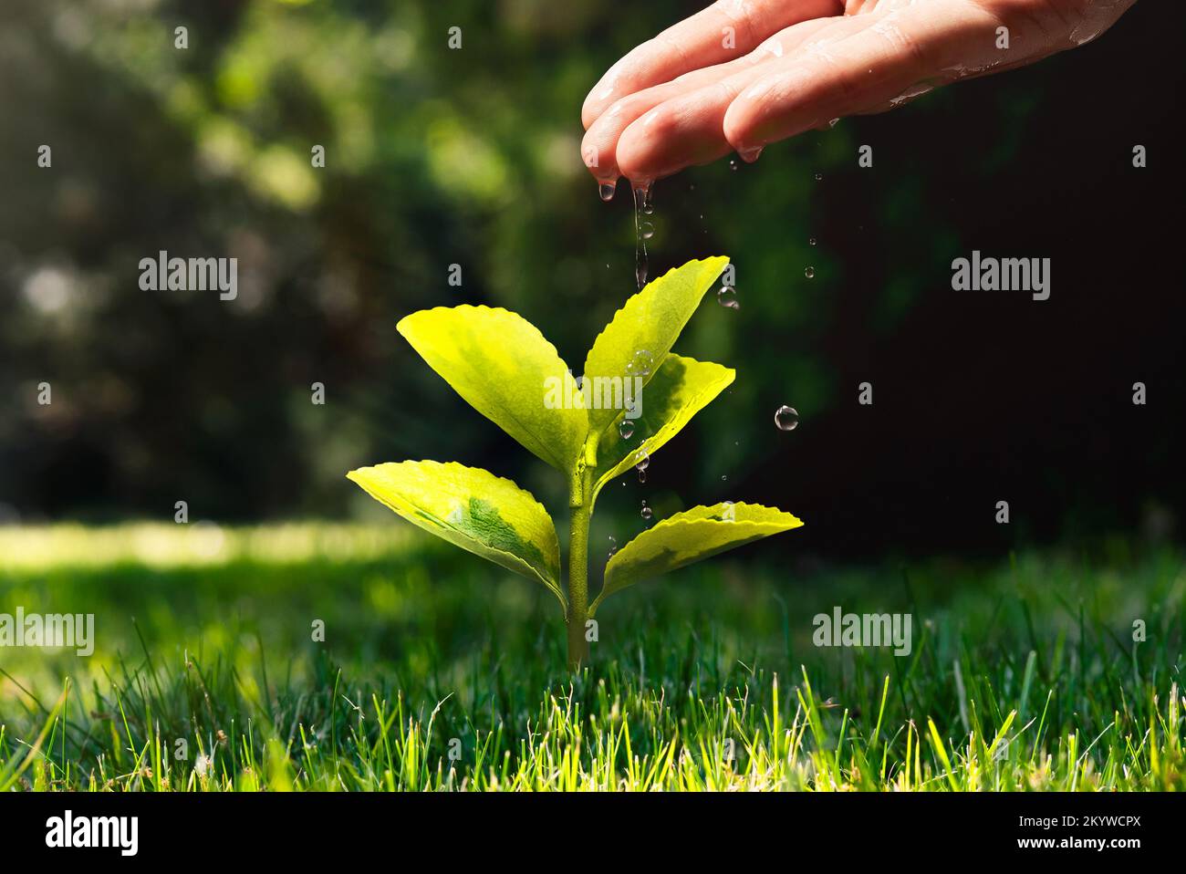 Protección ambiental, concepto ecológico con planta de cultivo de riego manual Foto de stock