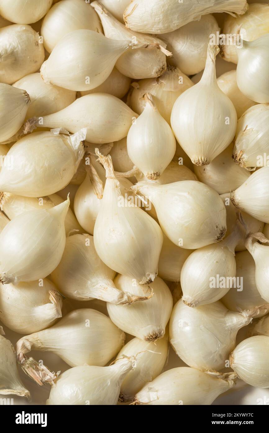 Cebollas blancas de perla orgánicas crudas en un manojo Foto de stock