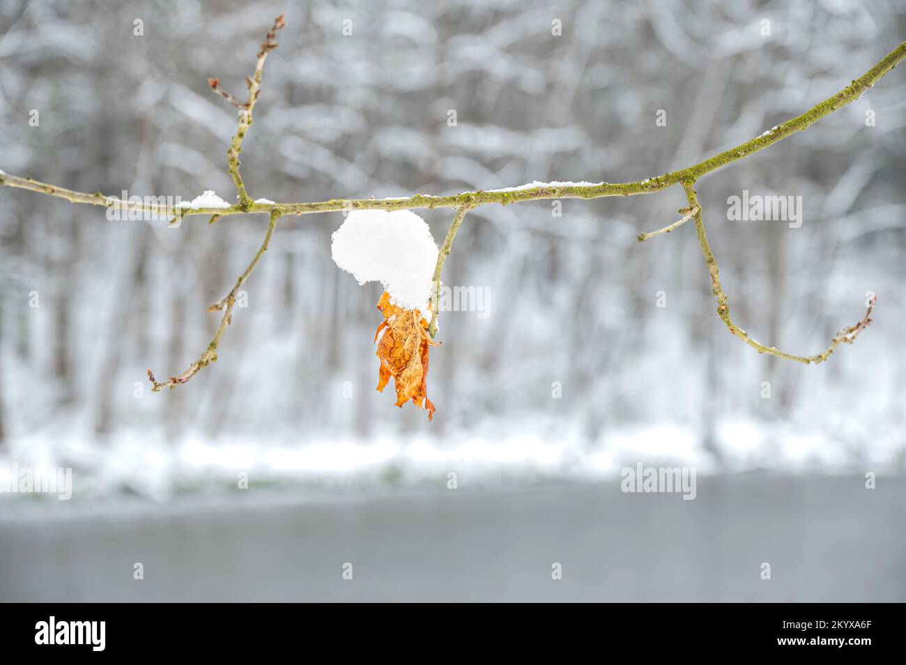 Hojas en árboles cubiertos de nieve Foto de stock