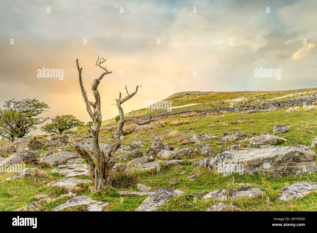 Árbol muerto en un paisaje en el Parque Nacional de Dartmoor, Devon, Inglaterra, Reino Unido Foto de stock