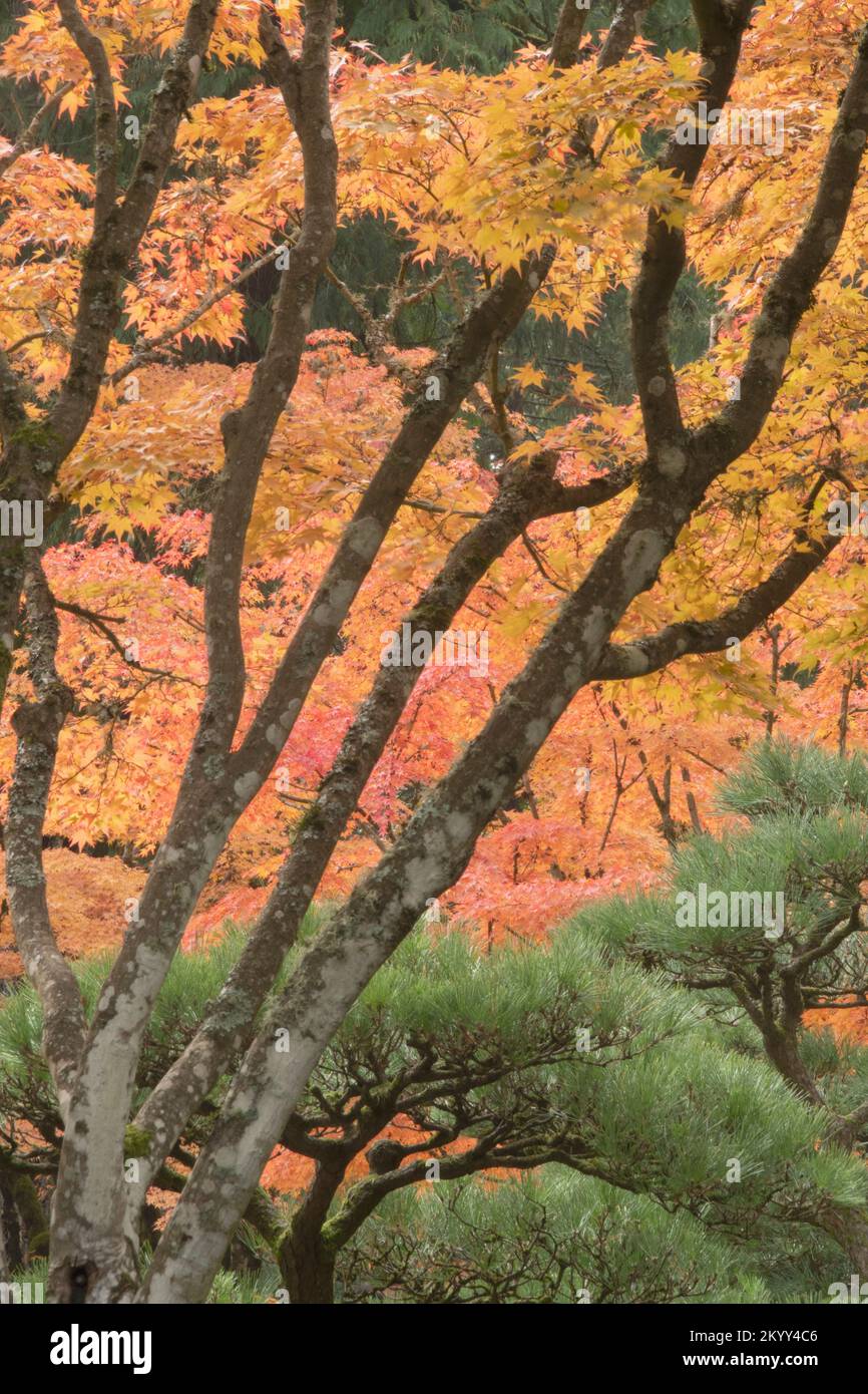 Arce japonés en otoño, colores vivos de otoño, Portland, Oregon Foto de stock