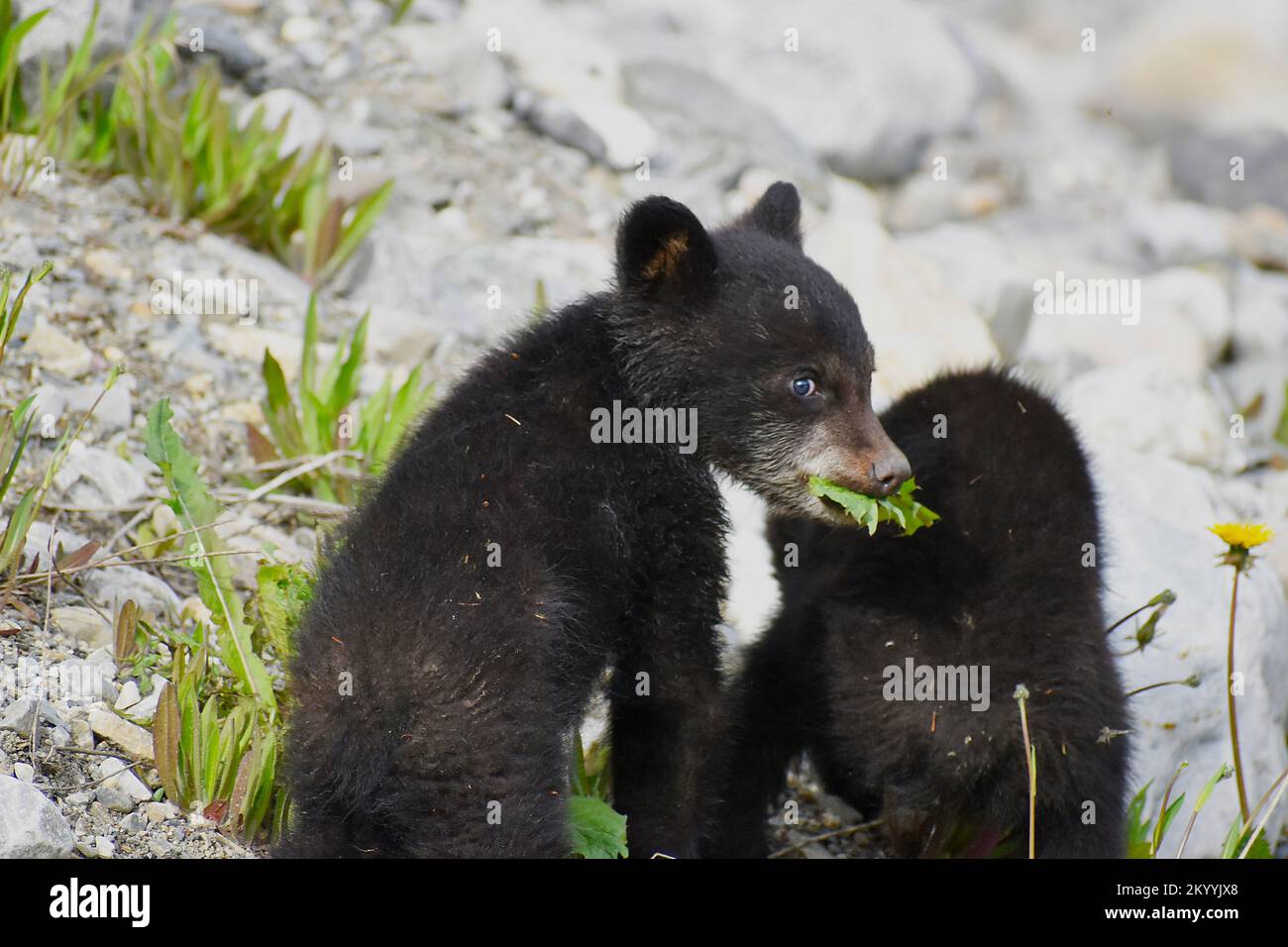 Crías de oso negro Foto de stock