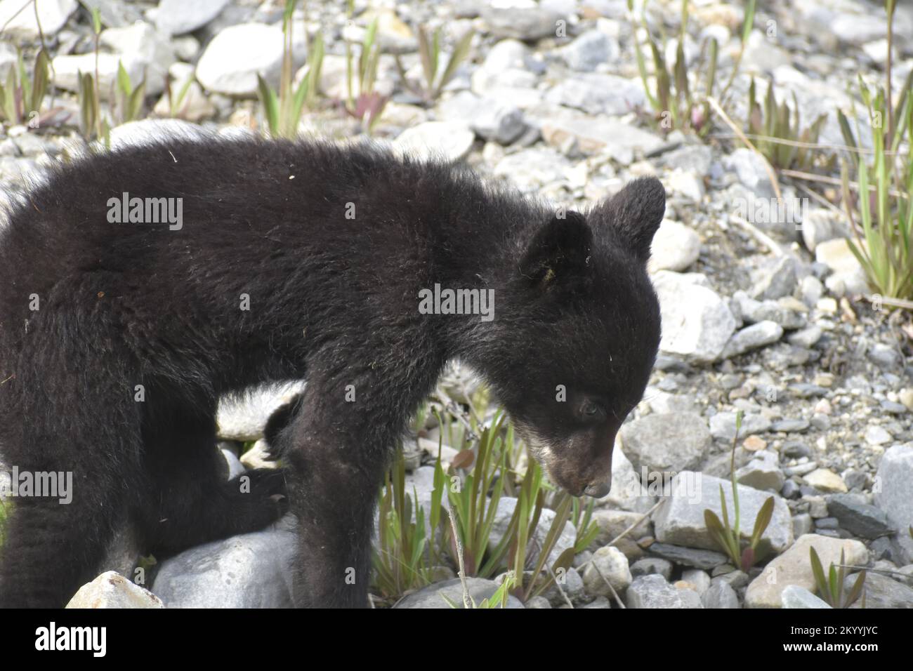 Cub de oso negro Foto de stock