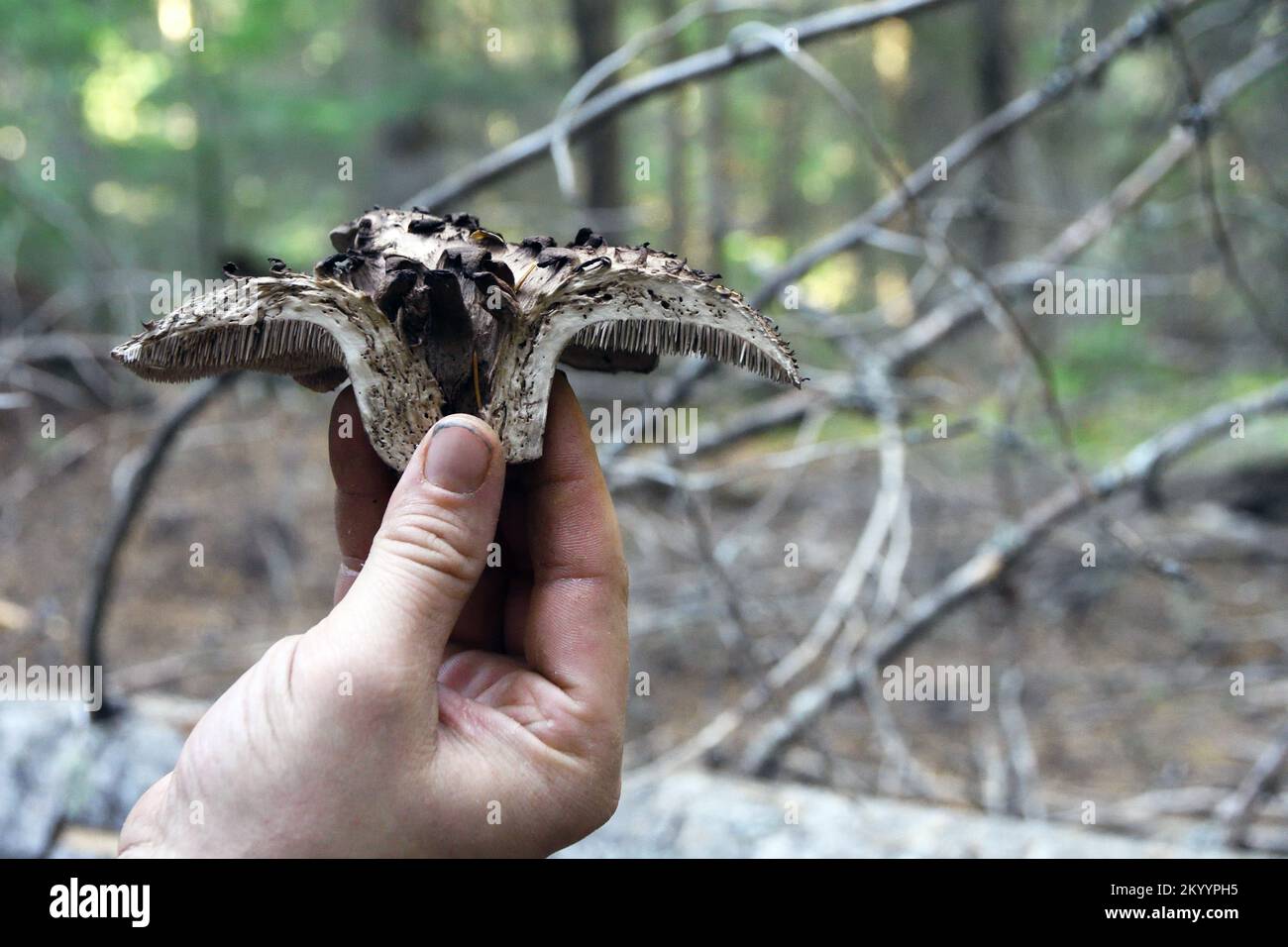Sección transversal de erizo escamoso (Sarcodon imbricatus) con dientes