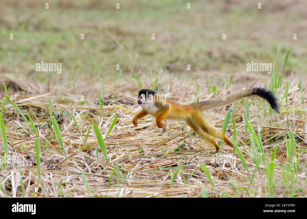Mono de ardilla de fondo rojo o centroamericano (Saimiri oerstedii) corriendo sobre el suelo, Península de Osa, Puntarenas, Costa Rica. Foto de stock