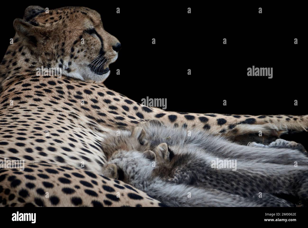 Primer plano de un guepardo recién nacido (Acinonyx jubatus) Foto de stock